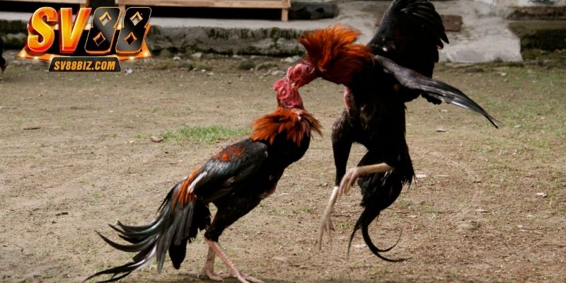 Chọi gà C1 là hình thức đấu gà trực tuyến được săn đón
