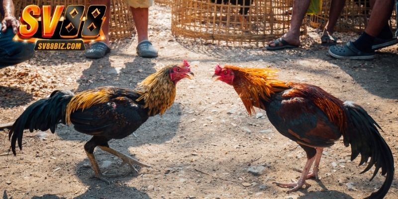 Luật chơi đấu gà C1 chi tiết hội viên cần nắm tường tận